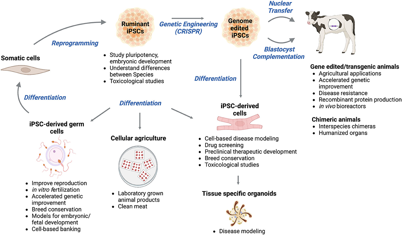 Frontiers | Induced pluripotent stem cells from domesticated ruminants and  their potential for enhancing livestock production