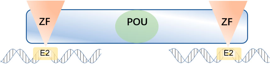 www.frontiersin.org