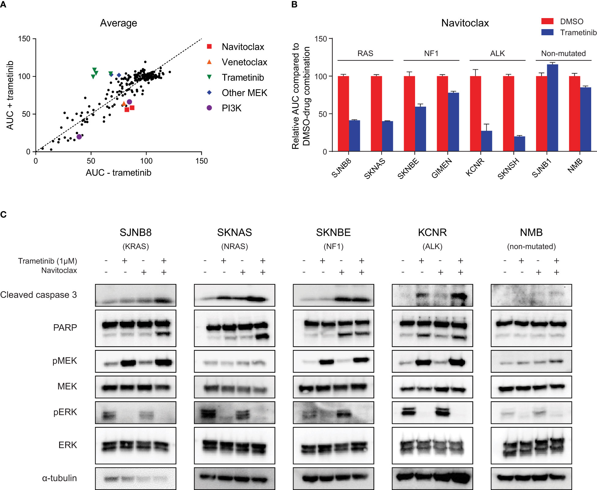 Frontiers | MEK inhibition causes BIM stabilization and increased  sensitivity to BCL-2 family member inhibitors in RAS-MAPK-mutated  neuroblastoma