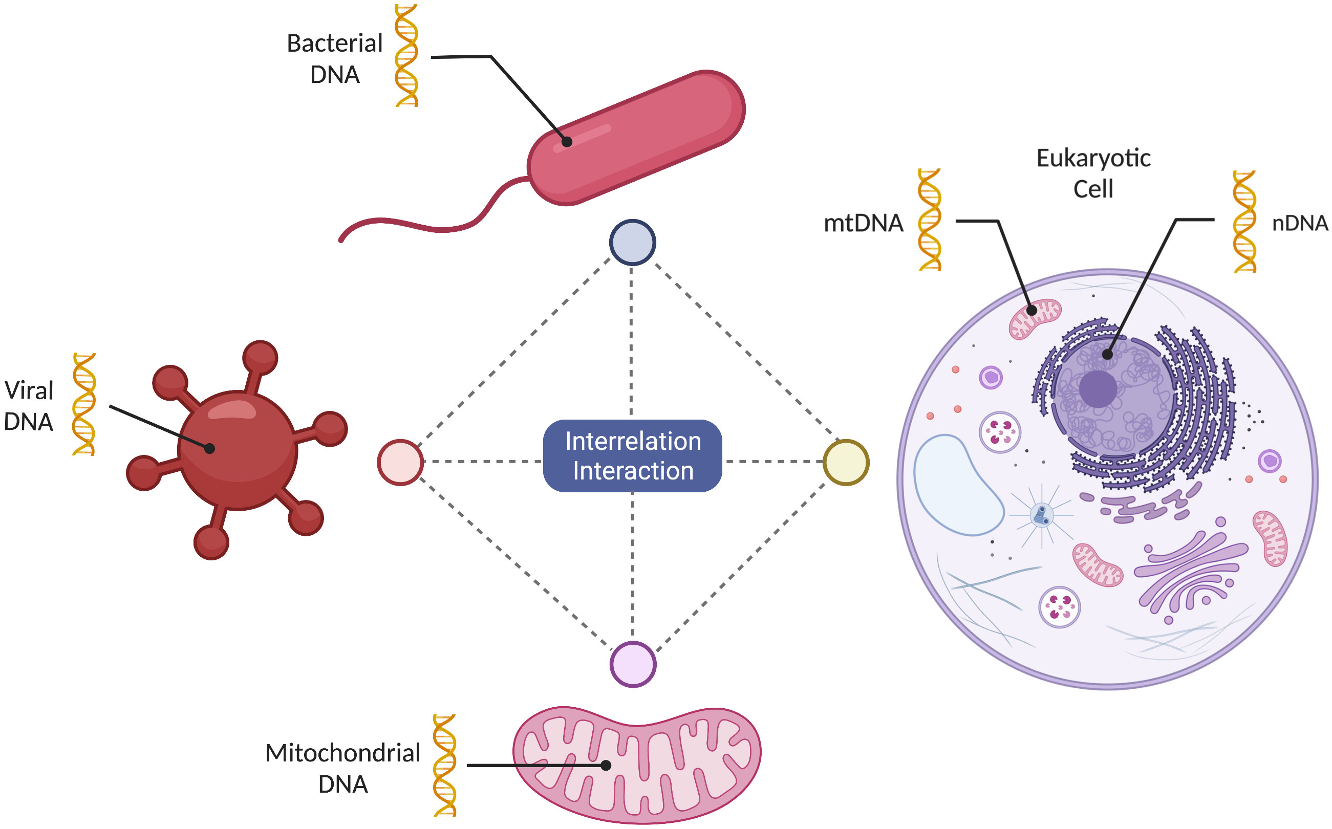 Schematic phylogenetic relationships of mitochondria and