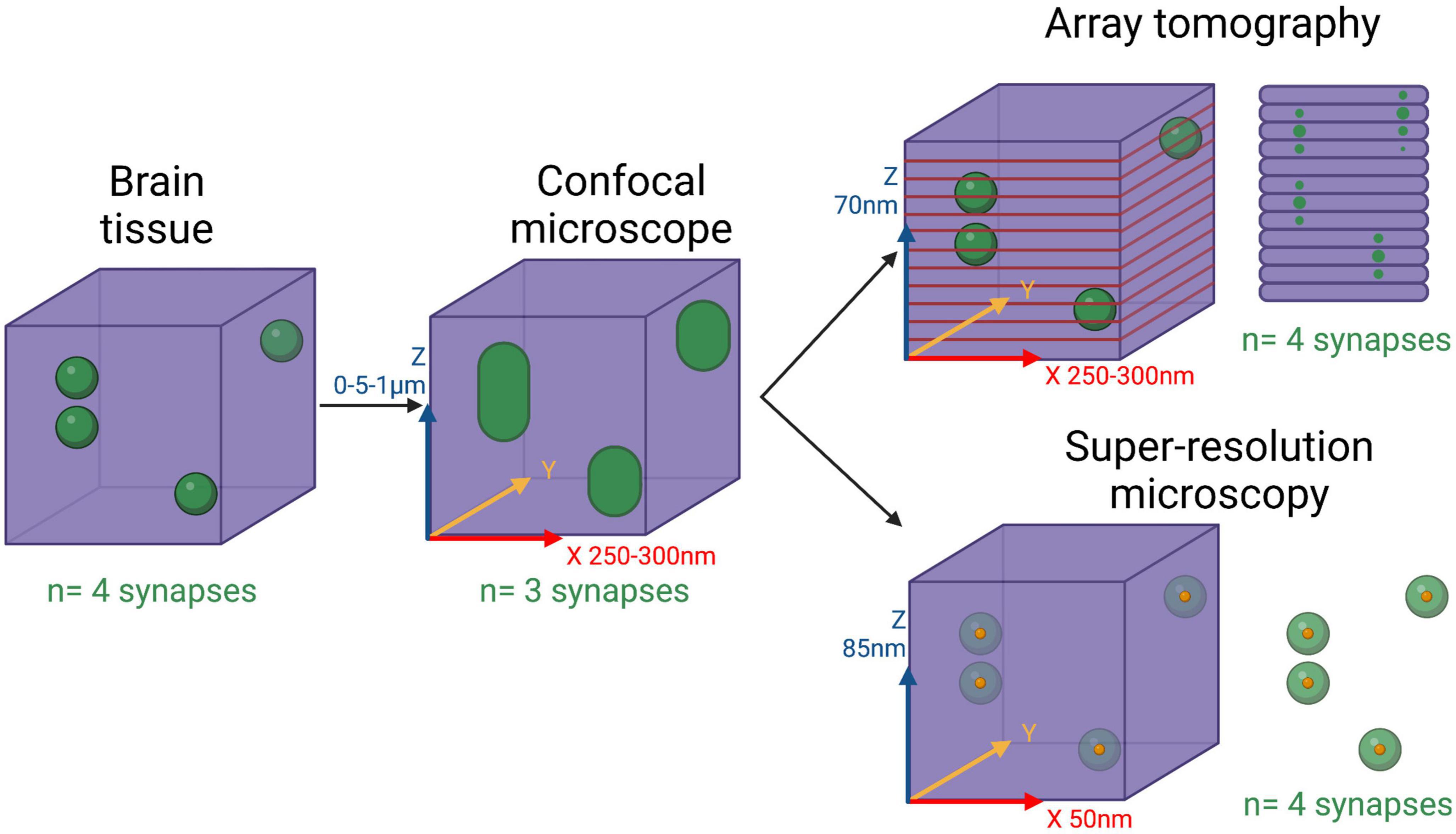 Scientists discover unique imaging technique to view synapse proteins