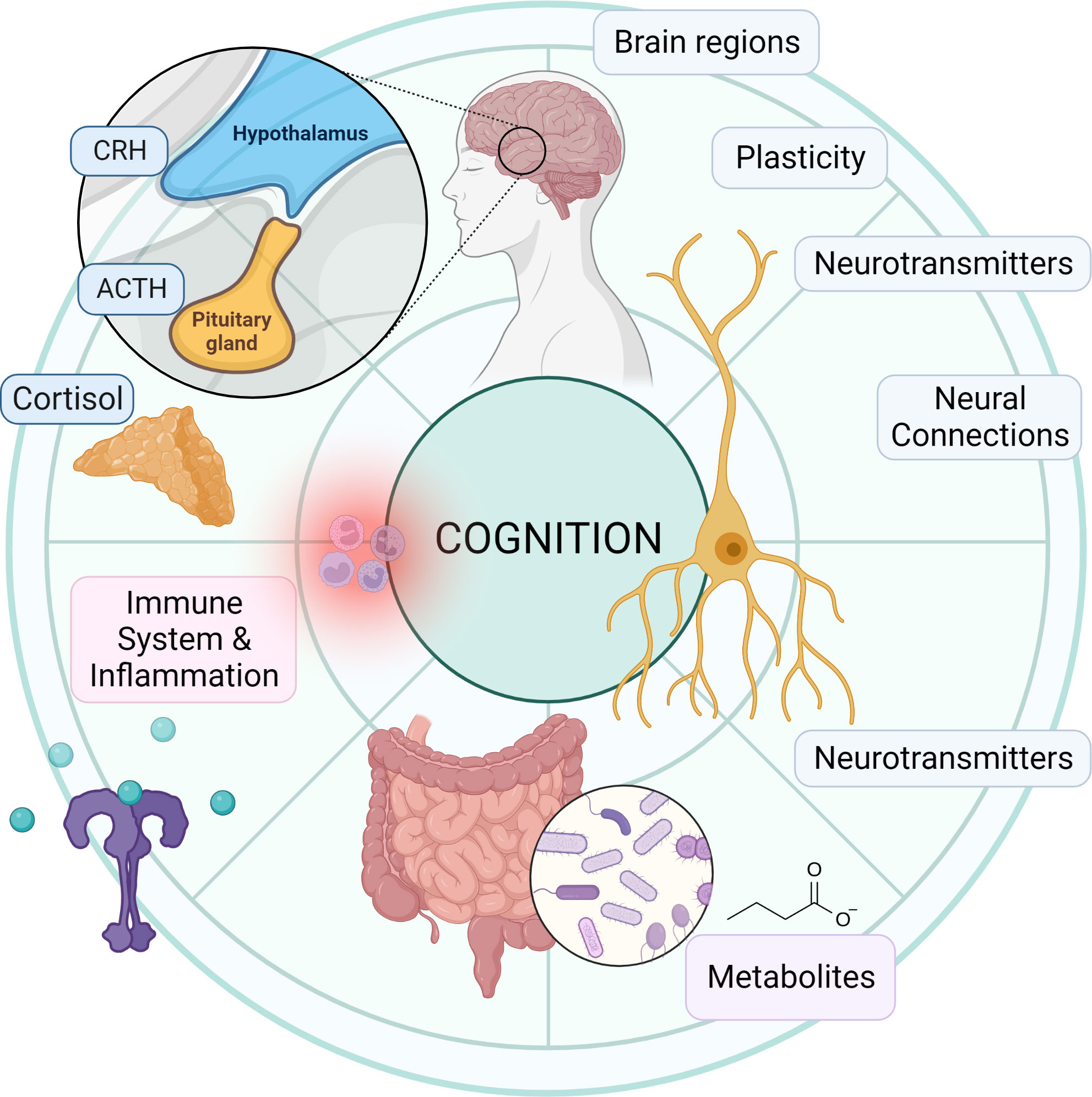 Onno Akkermans  Molecular mechanisms in the nervous and vascular systems