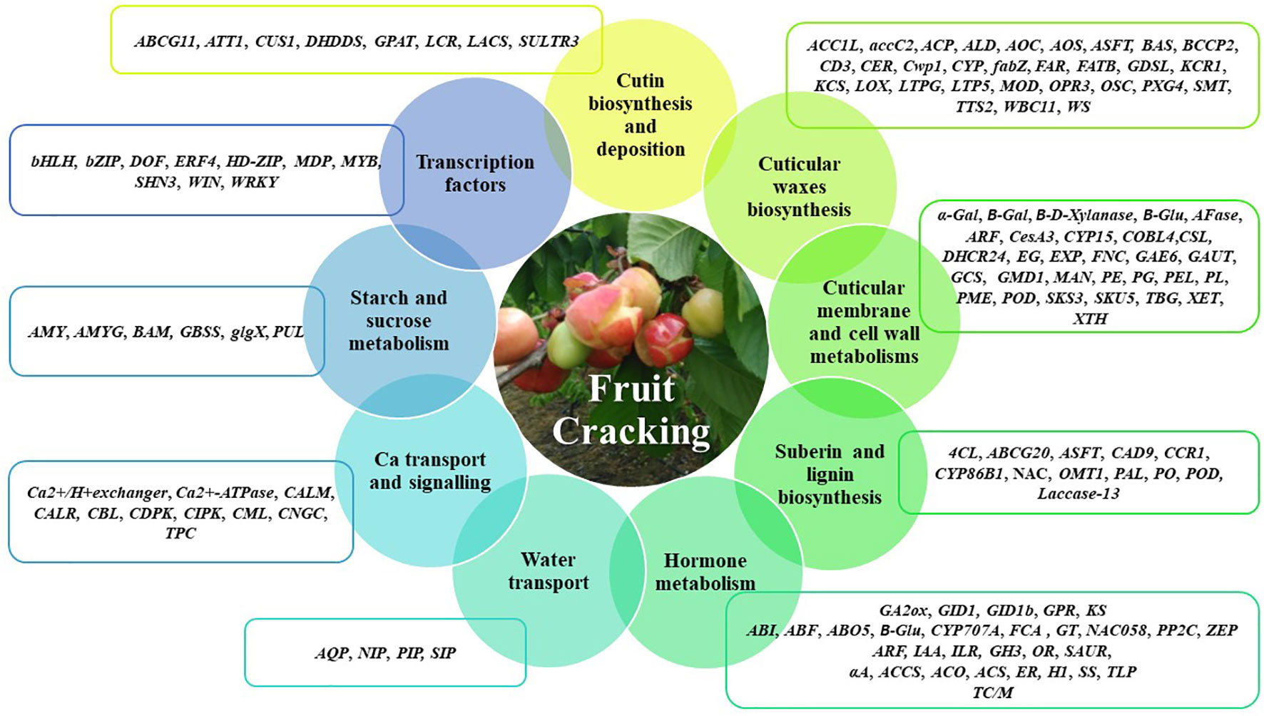 PDF) Effect of sweet cherry genes PaLACS2 and PaATT1 on cuticle