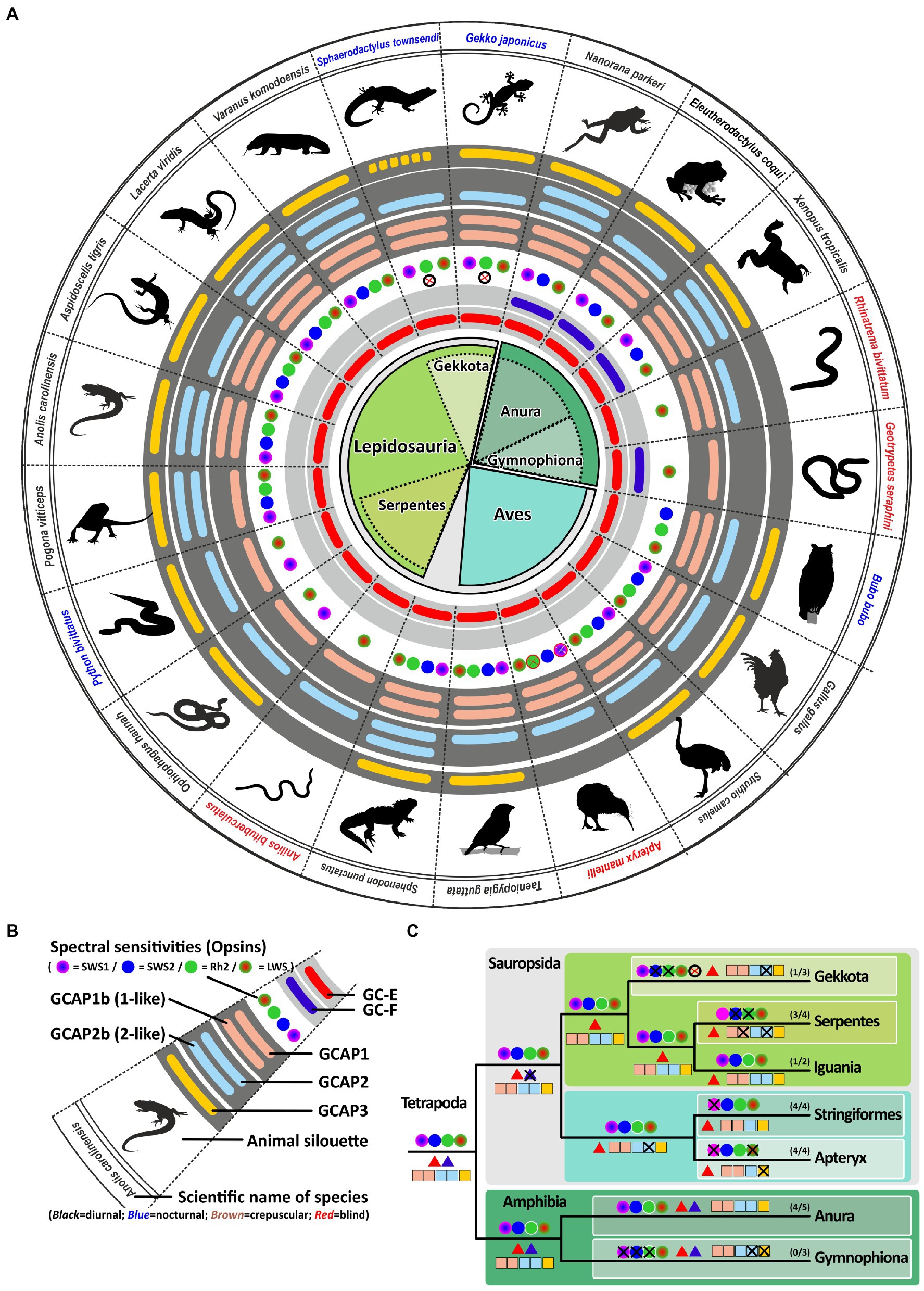 Frontiers  Multilimbed membrane guanylate cyclase signaling