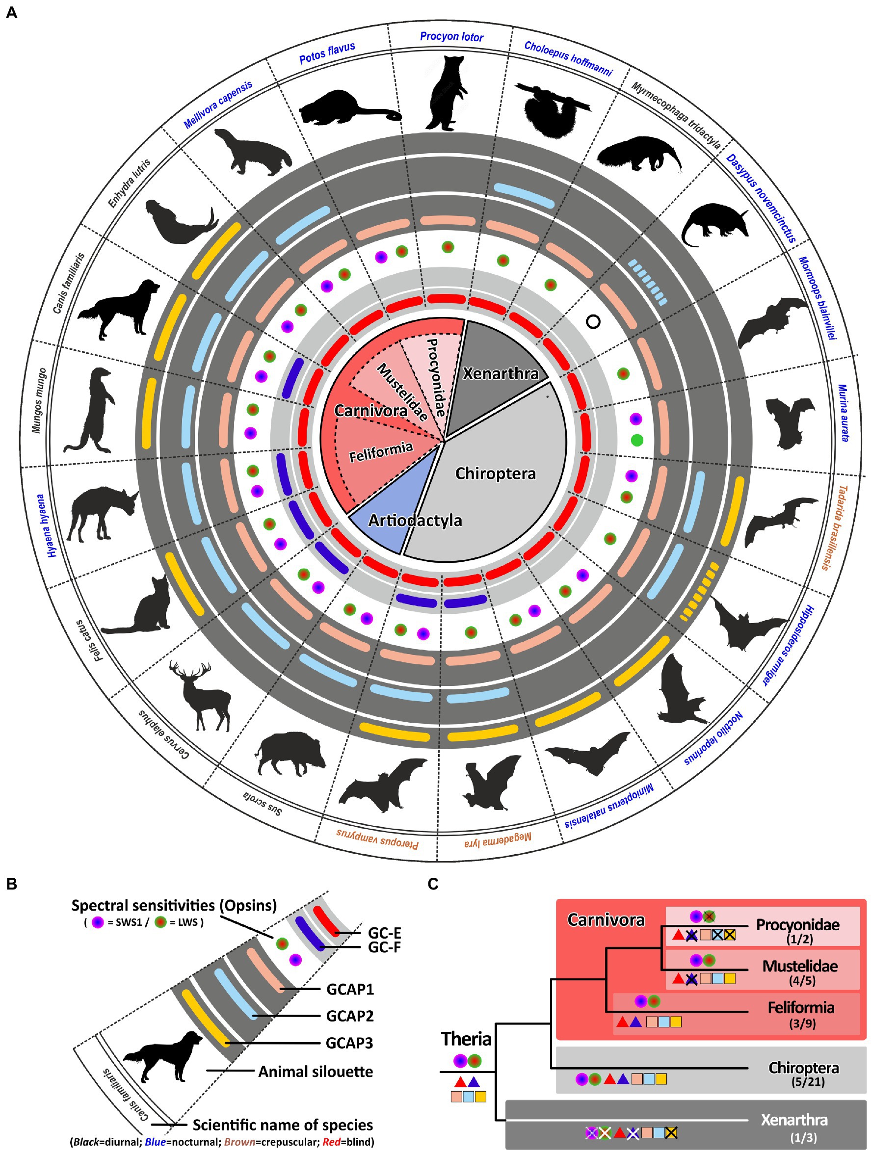 Frontiers  Multilimbed membrane guanylate cyclase signaling