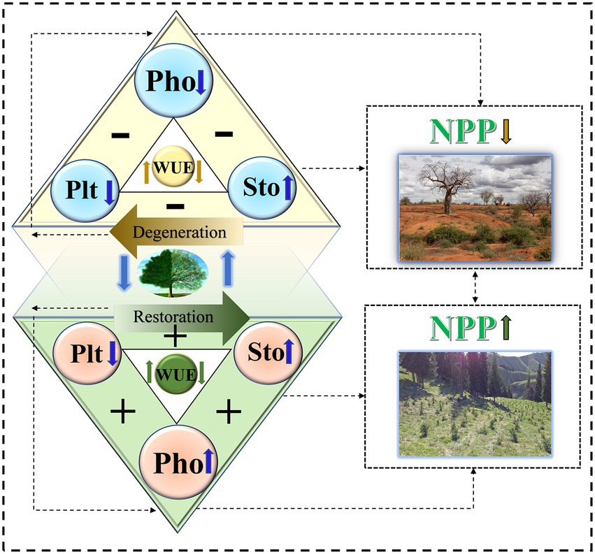 Frontiers  Growth patterns and environmental adaptions of the tree species  planted for ecological remediation in typhoon-disturbed areas—A case study  in Zhuhai, China