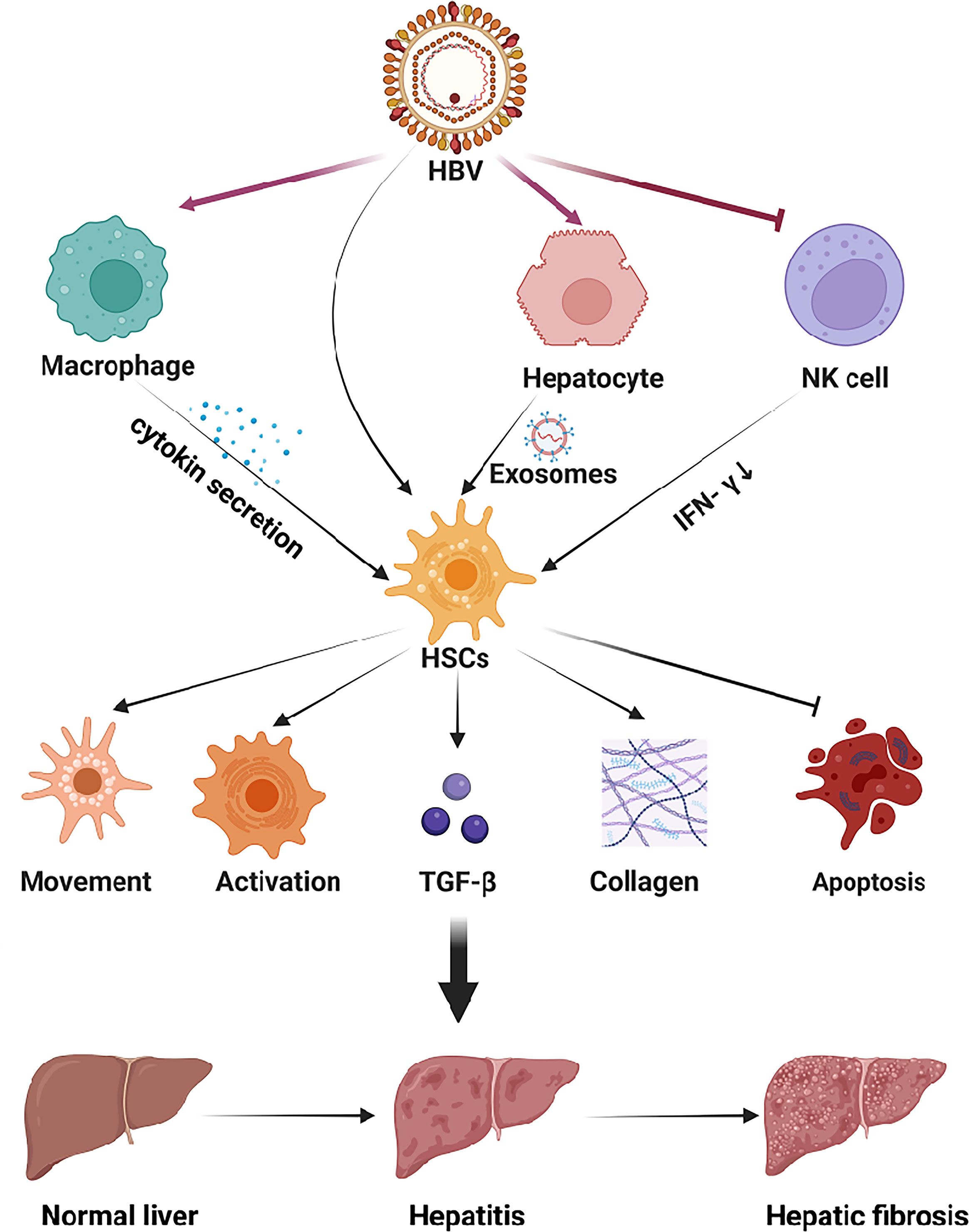 Frontiers | Ongoing involvers and promising therapeutic targets of 