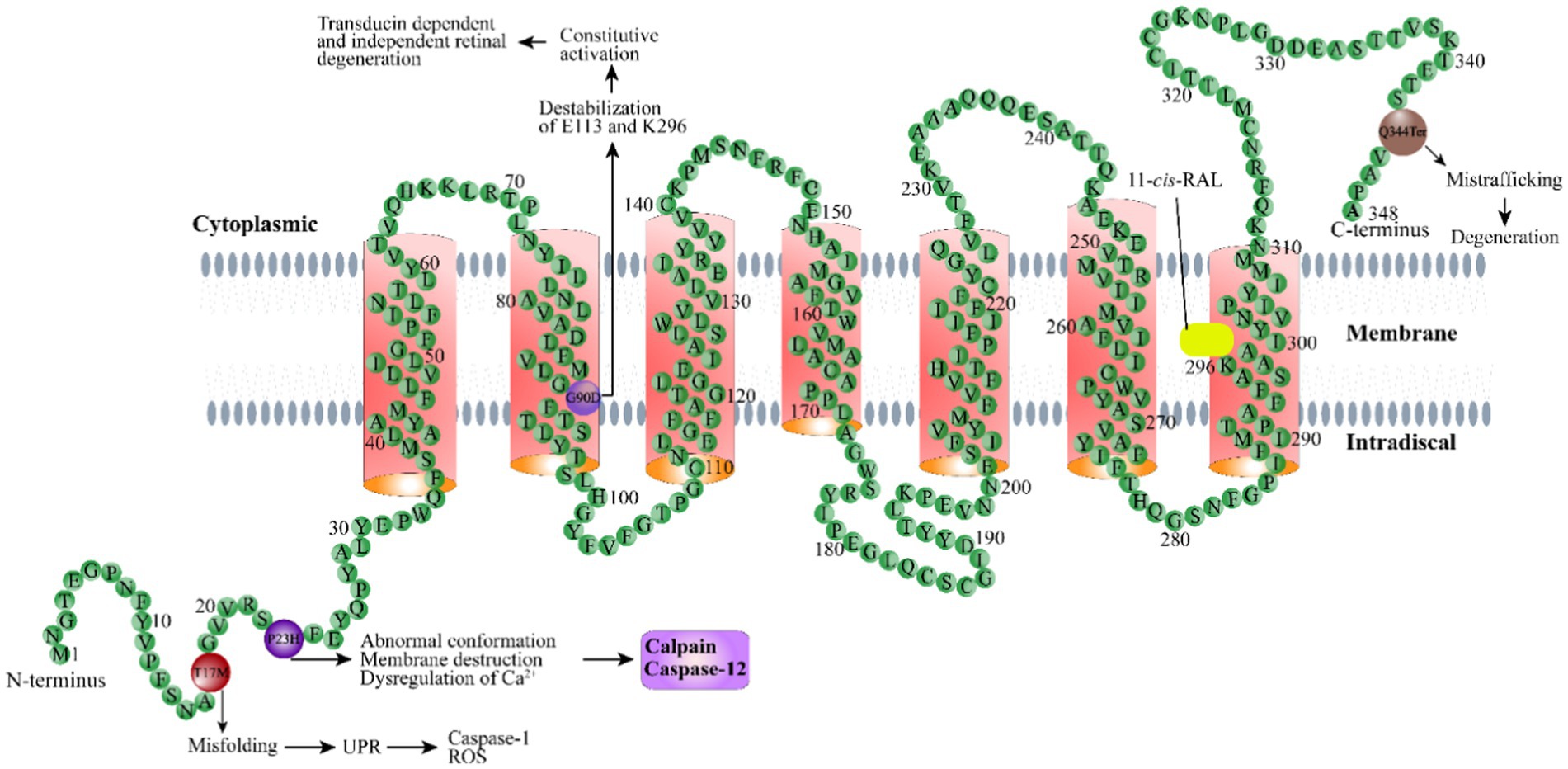 Frontiers  Exploring the Retinal Binding Cavity of