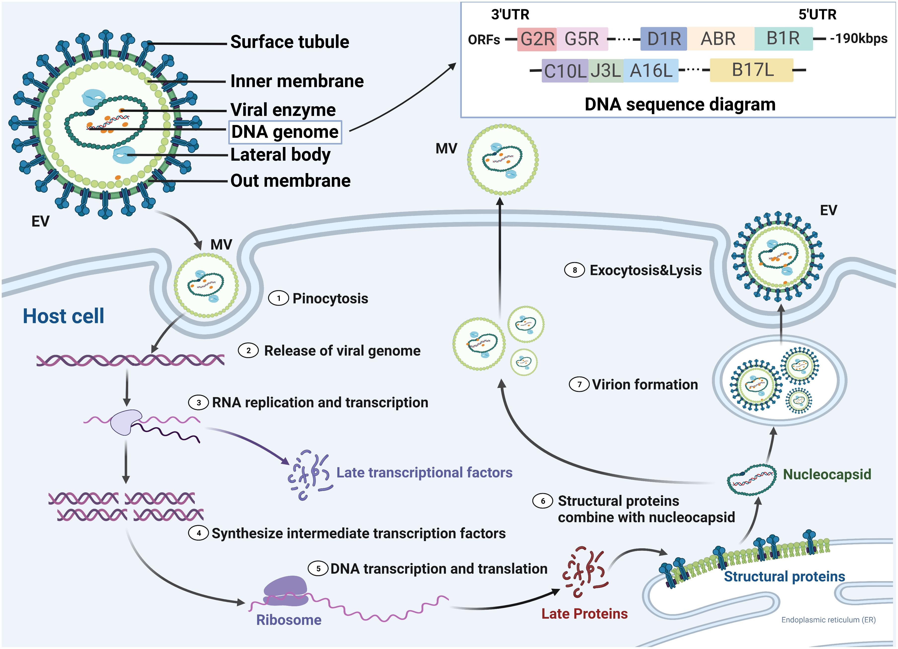 Flu, hepatitis, monkeypox: Diseases suppressed during Covid are back