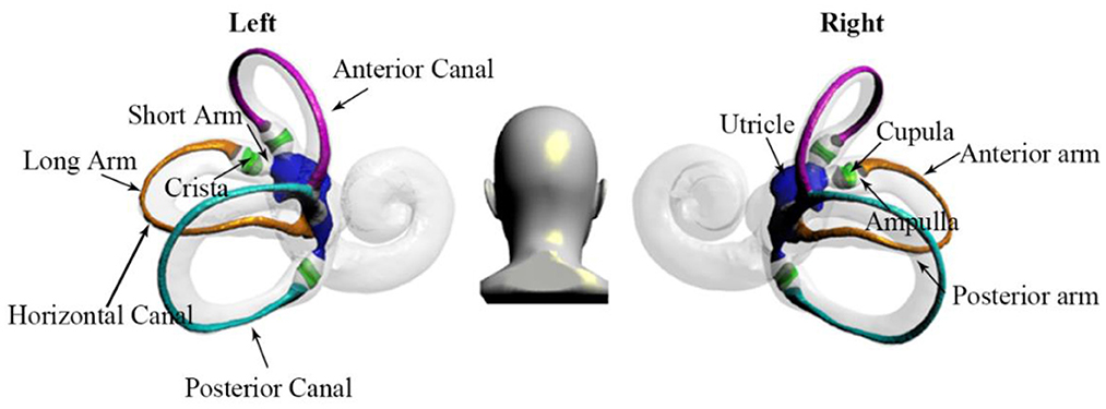 www.frontiersin.org
