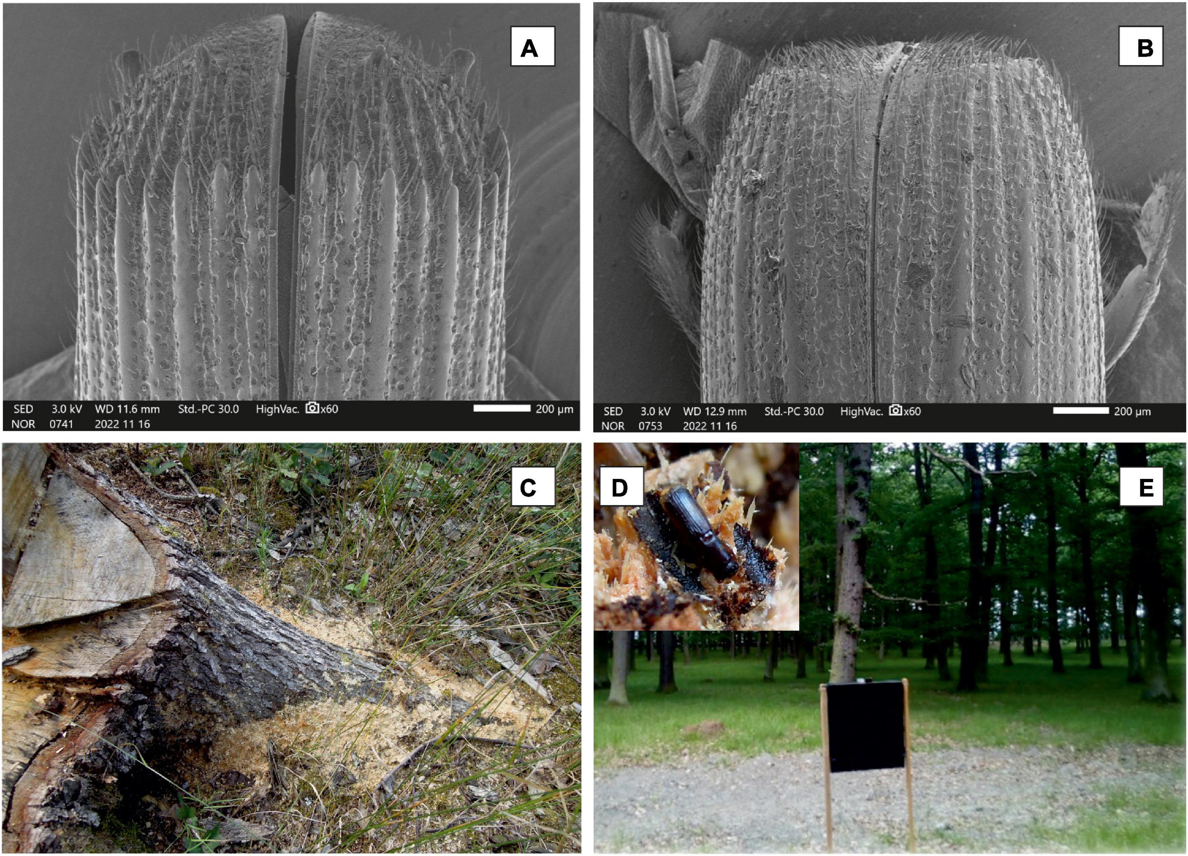 Frontiers | Colonization of oak stumps by the oak pinhole borer in temperate and the efficacy of pheromone traps: Implications for pest management