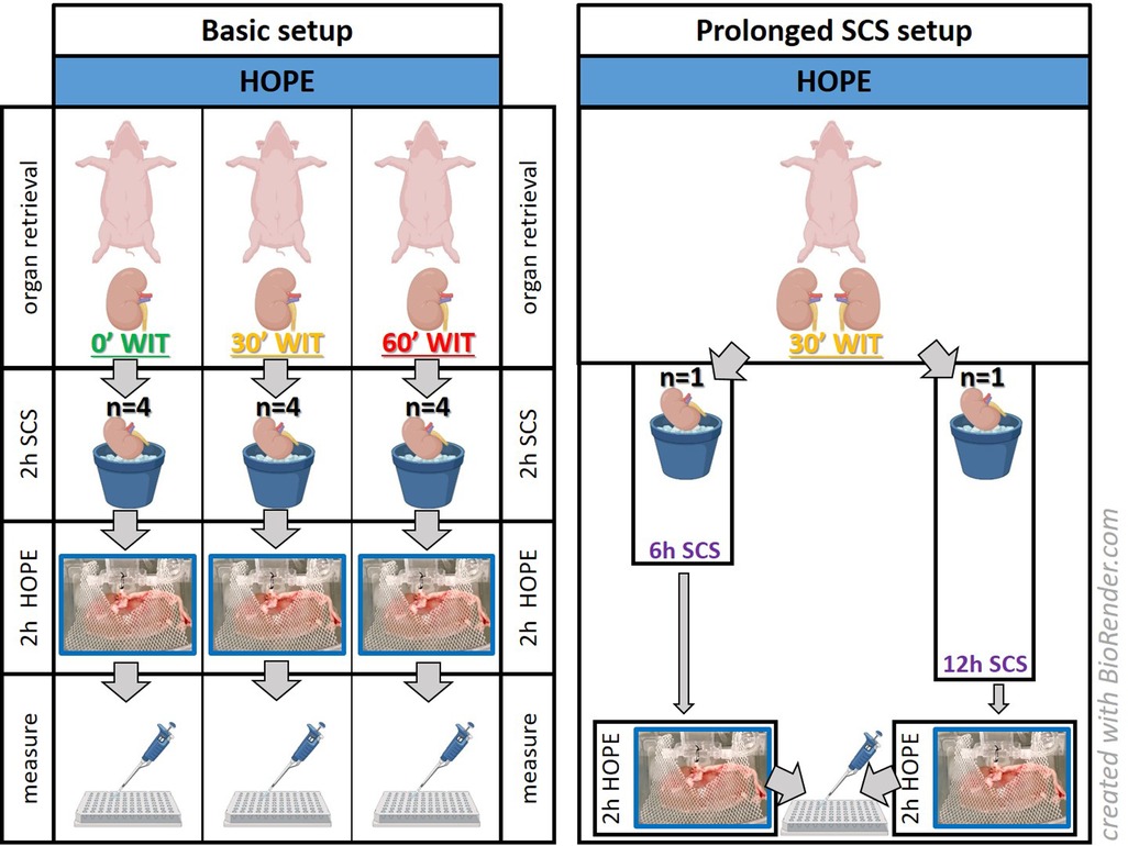 Frontiers  Real-time assessment of kidney allografts during HOPE