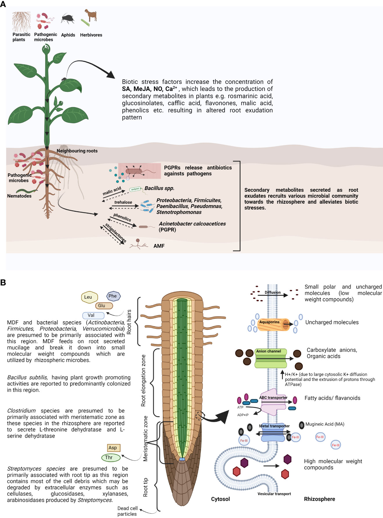 Rhizosphere engineering for soil carbon sequestration: Trends in Plant  Science