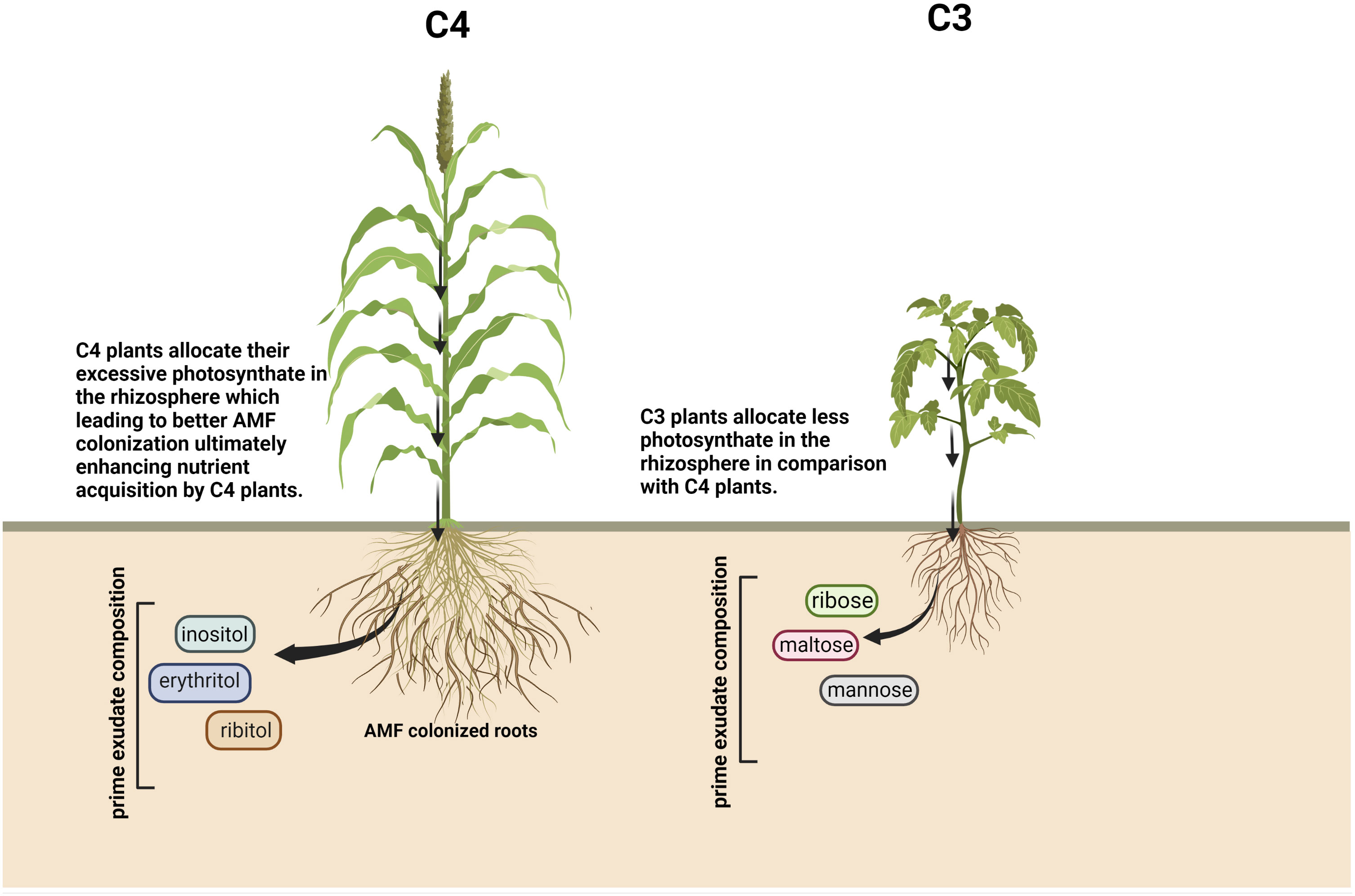 Frontiers  The root signals in rhizospheric inter-organismal