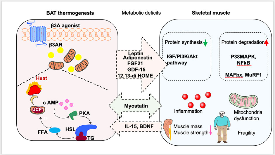 Thermogenesis and muscle growth