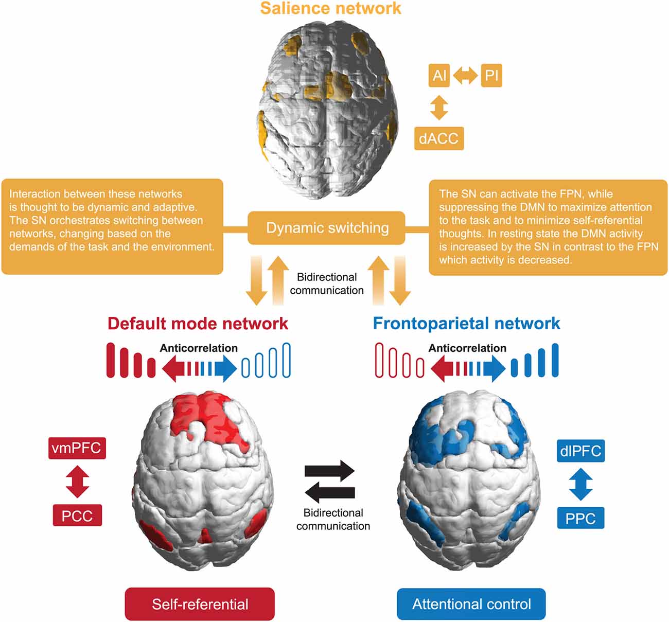 Frontiers The Role Of The Salience Network In Cognitive And Affective 