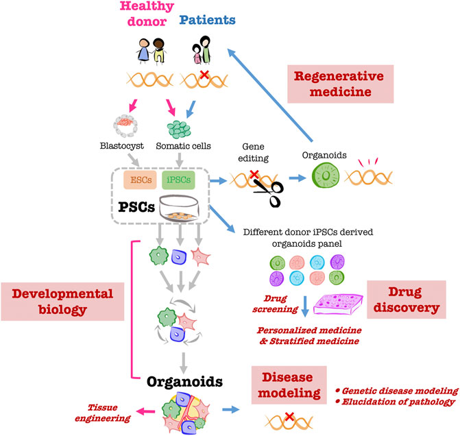 A human multi-lineage hepatic organoid model for liver fibrosis