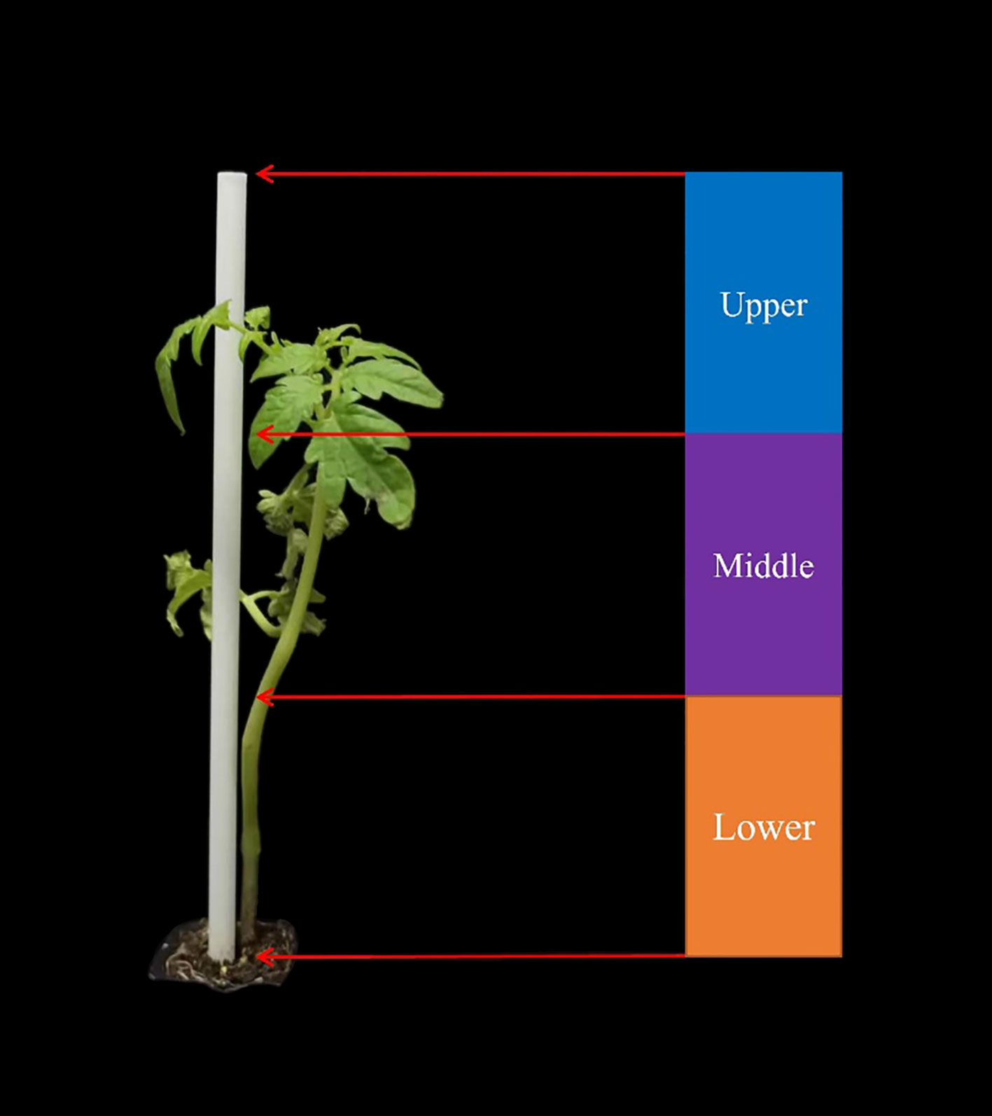 Same Object, Different Form Factors: Designs for Automatic Pot