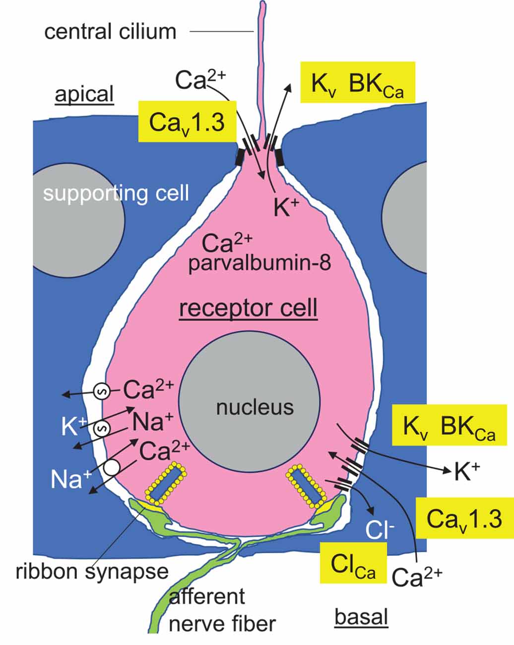 EMF responses blocked or lowered by calcium channel blockers