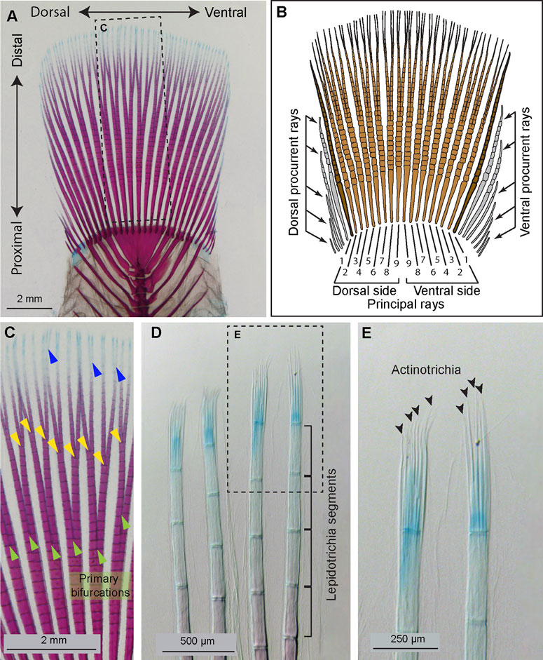 Recent advancements in understanding fin regeneration in zebrafish -  Sehring - 2020 - WIREs Developmental Biology - Wiley Online Library