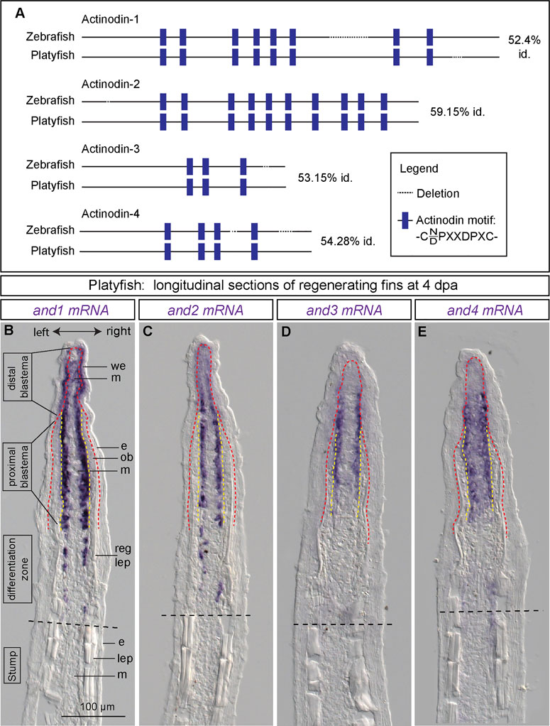 Recent advancements in understanding fin regeneration in zebrafish -  Sehring - 2020 - WIREs Developmental Biology - Wiley Online Library