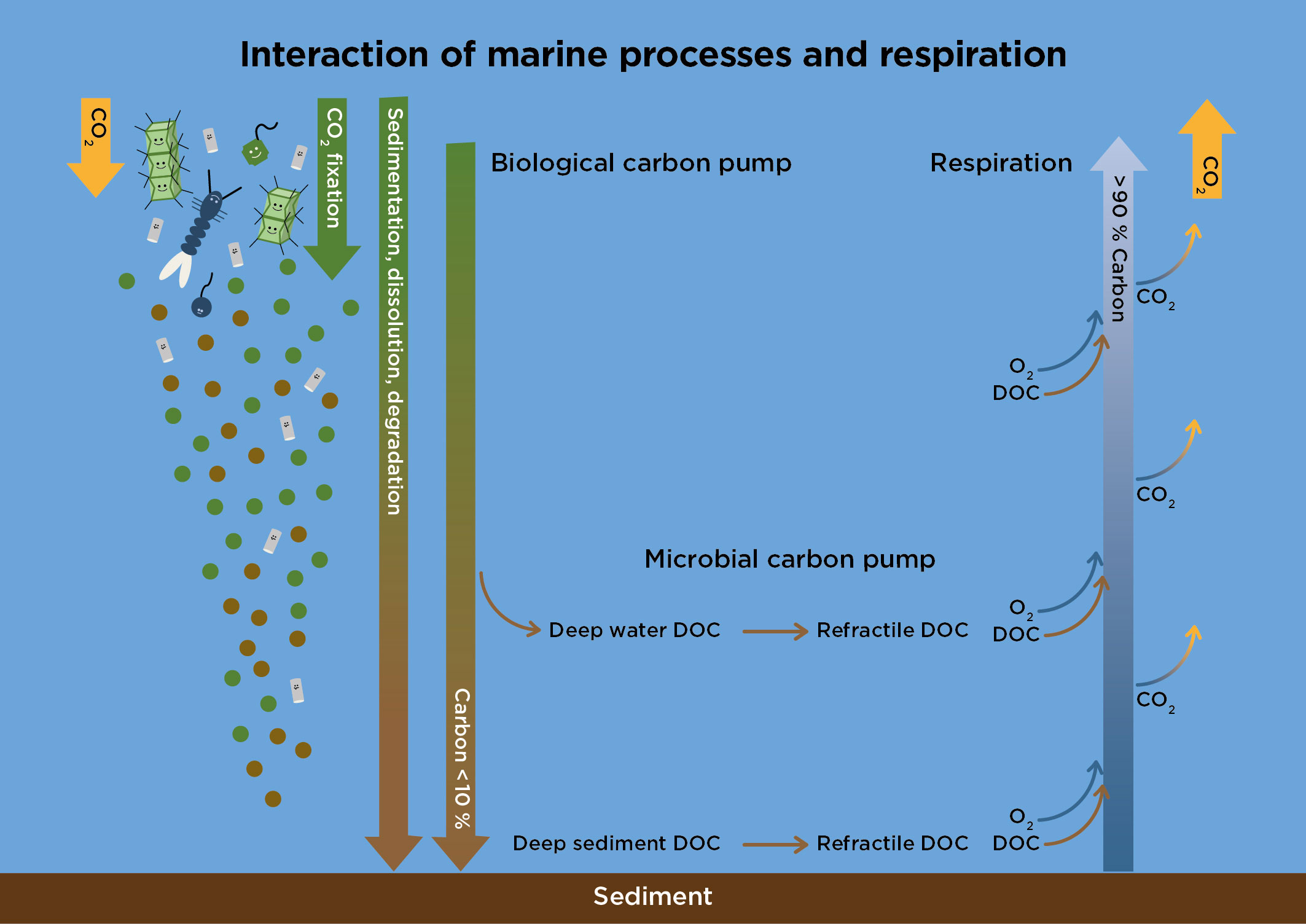 Frontiers  Regulation of marine plankton respiration: A test of