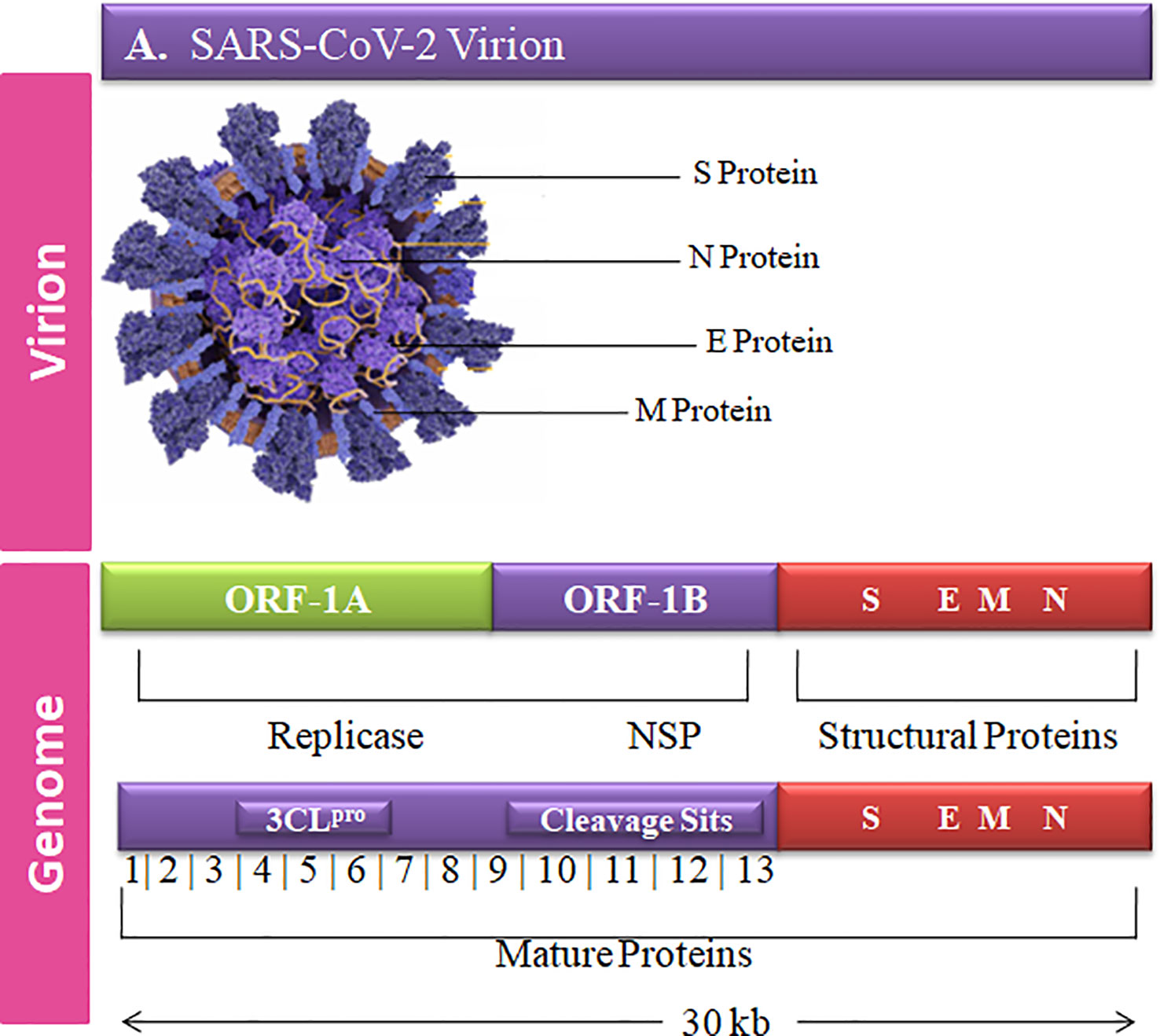 Frontiers  Multiple-Allele MHC Class II Epitope Engineering by a Molecular  Dynamics-Based Evolution Protocol