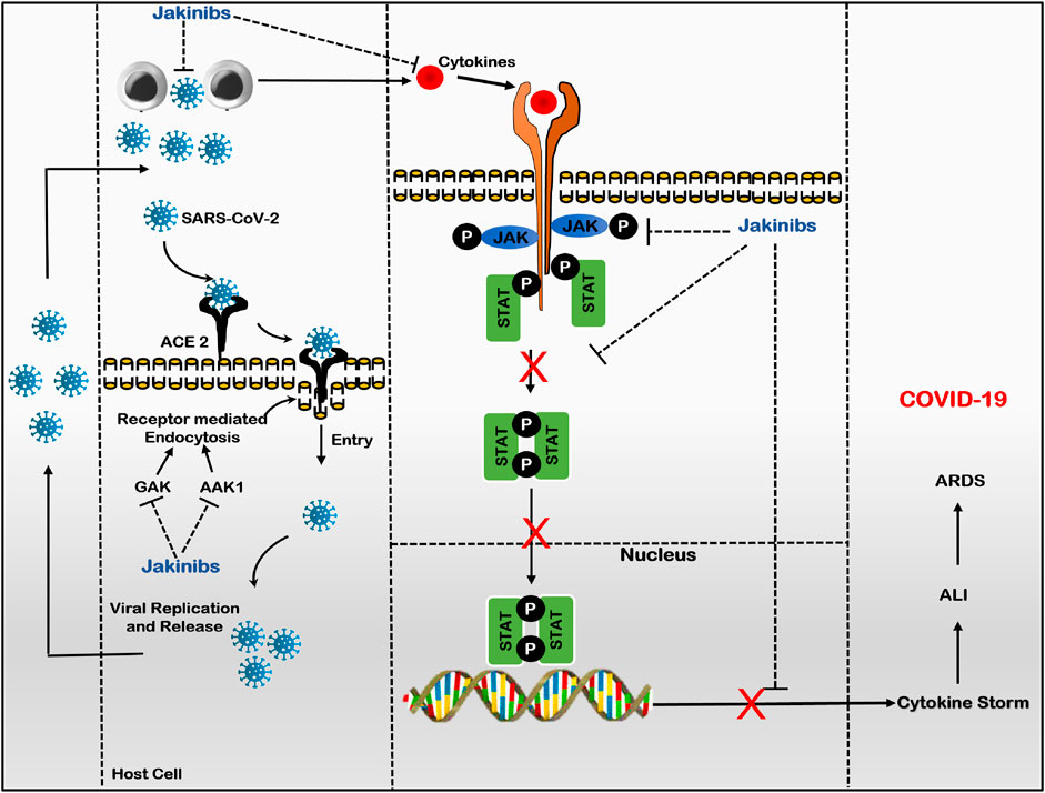 Experience With the Use of Baricitinib and Tocilizumab Monotherapy or  Combined, in Patients With Interstitial Pneumonia Secondary to Coronavirus  COVID19: A Real-World Study