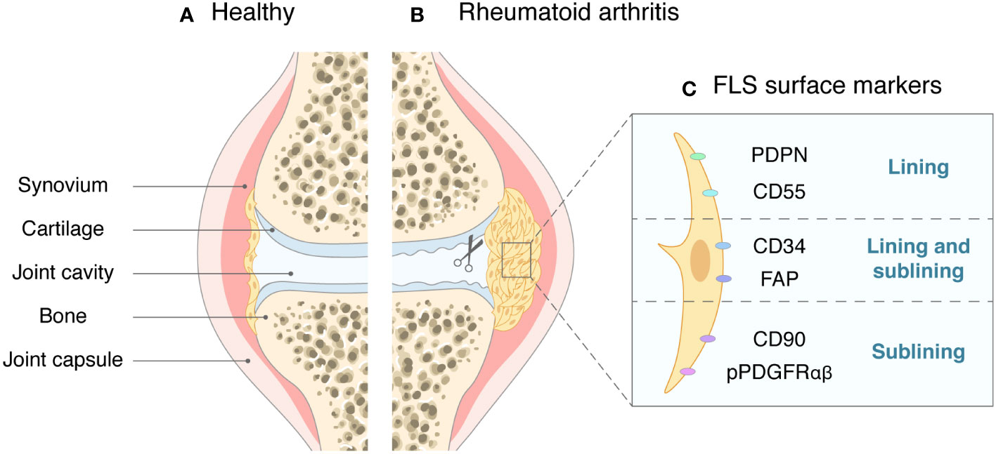 Frontiers  Citrullination of Proteins as a Specific Response