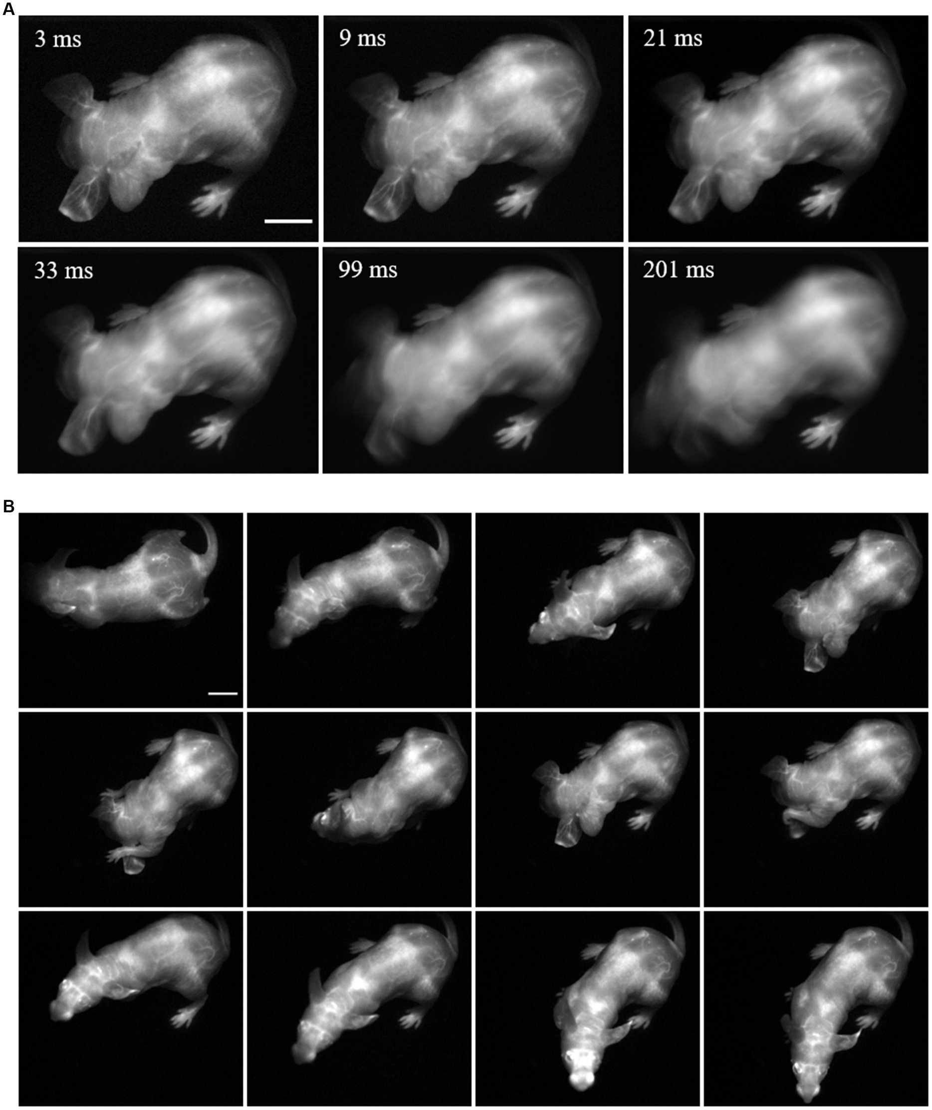 What dye? - Quantum Medical Imaging