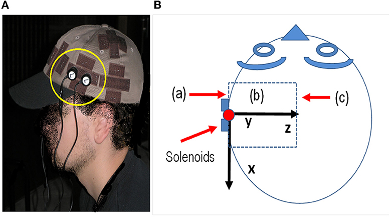 The beating brain: A video captures the organ's rhythmic pulsations - Scope