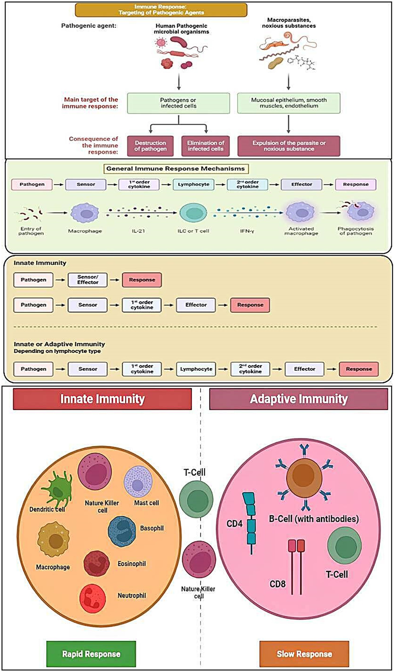 Frontiers  Antibiotic Treatment, Mechanisms for Failure, and Adjunctive  Therapies for Infections by Group A Streptococcus