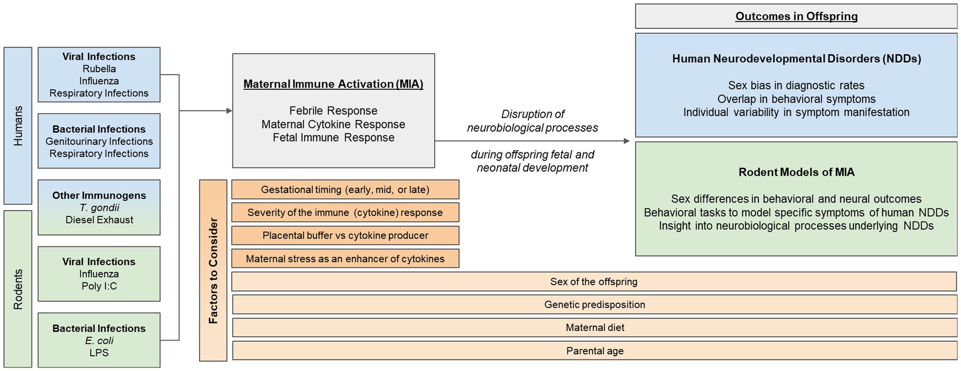 Frontiers Maternal immune activation as an epidemiological risk factor for neurodevelopmental disorders Considerations of timing, severity, individual differences, and sex in human and rodent studies image