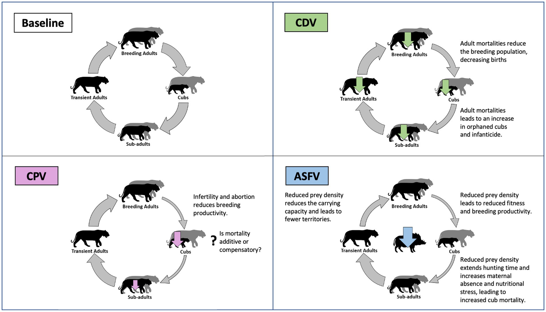 Life Cycle of Bengal Tiger - Birth, Adult, Territory, Death