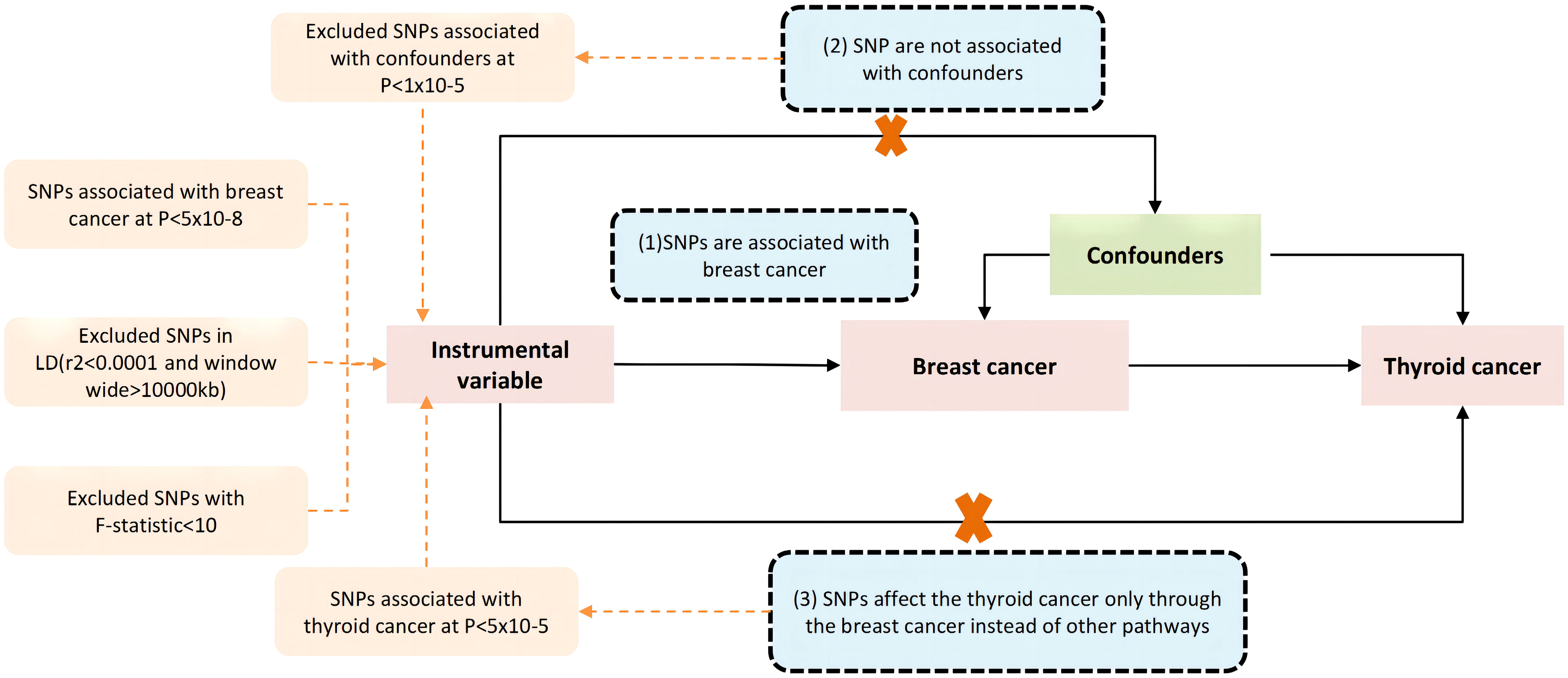 Genetic variants associated with breast size also influence breast cancer  risk, BMC Medical Genetics