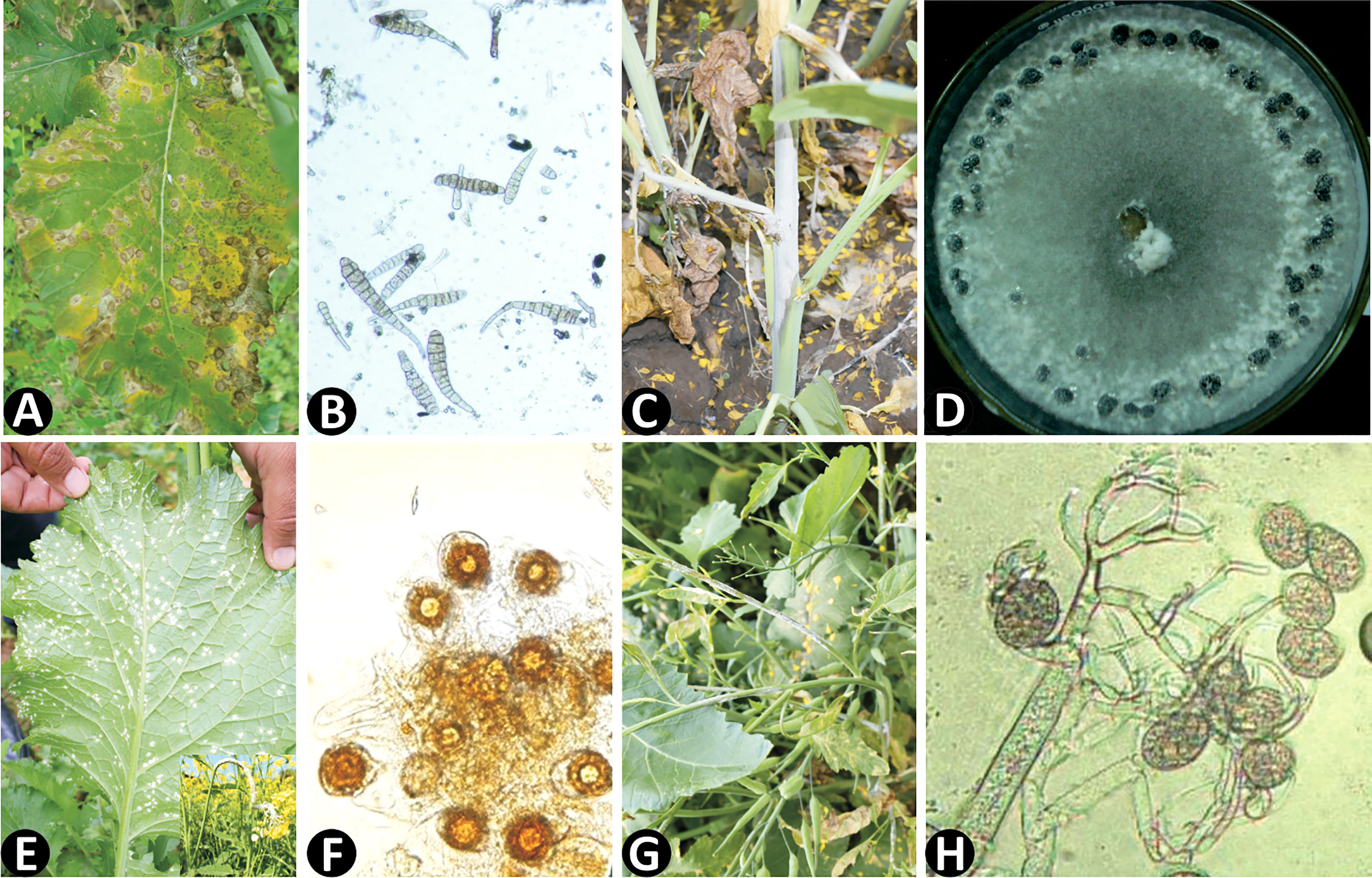 Frontiers  Characterization of fungal pathogens and germplasm