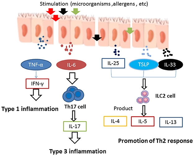 Staphylococcus aureus as a cause of refractory chronic rhinosinusitis