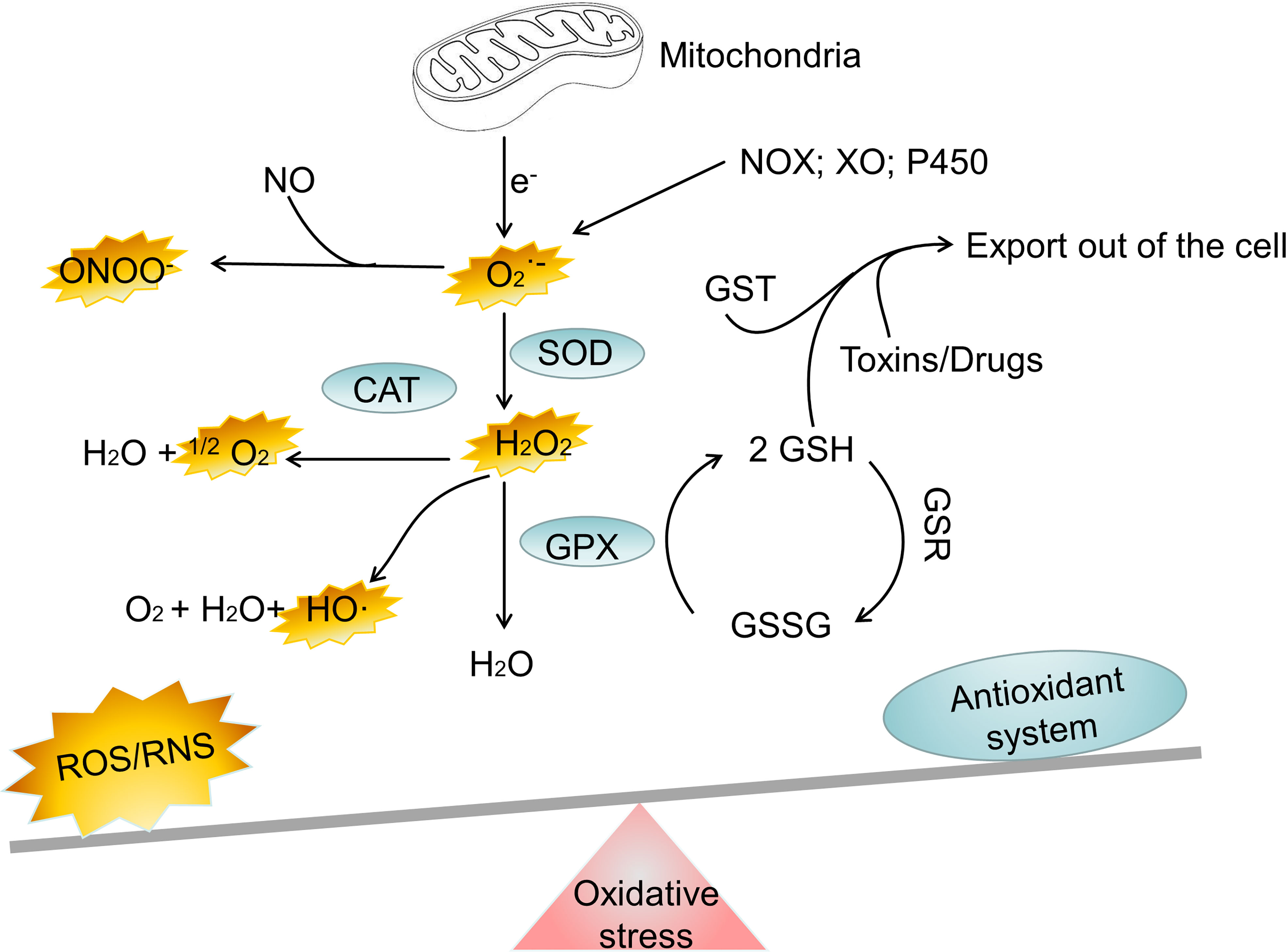 Antioxidant stress response