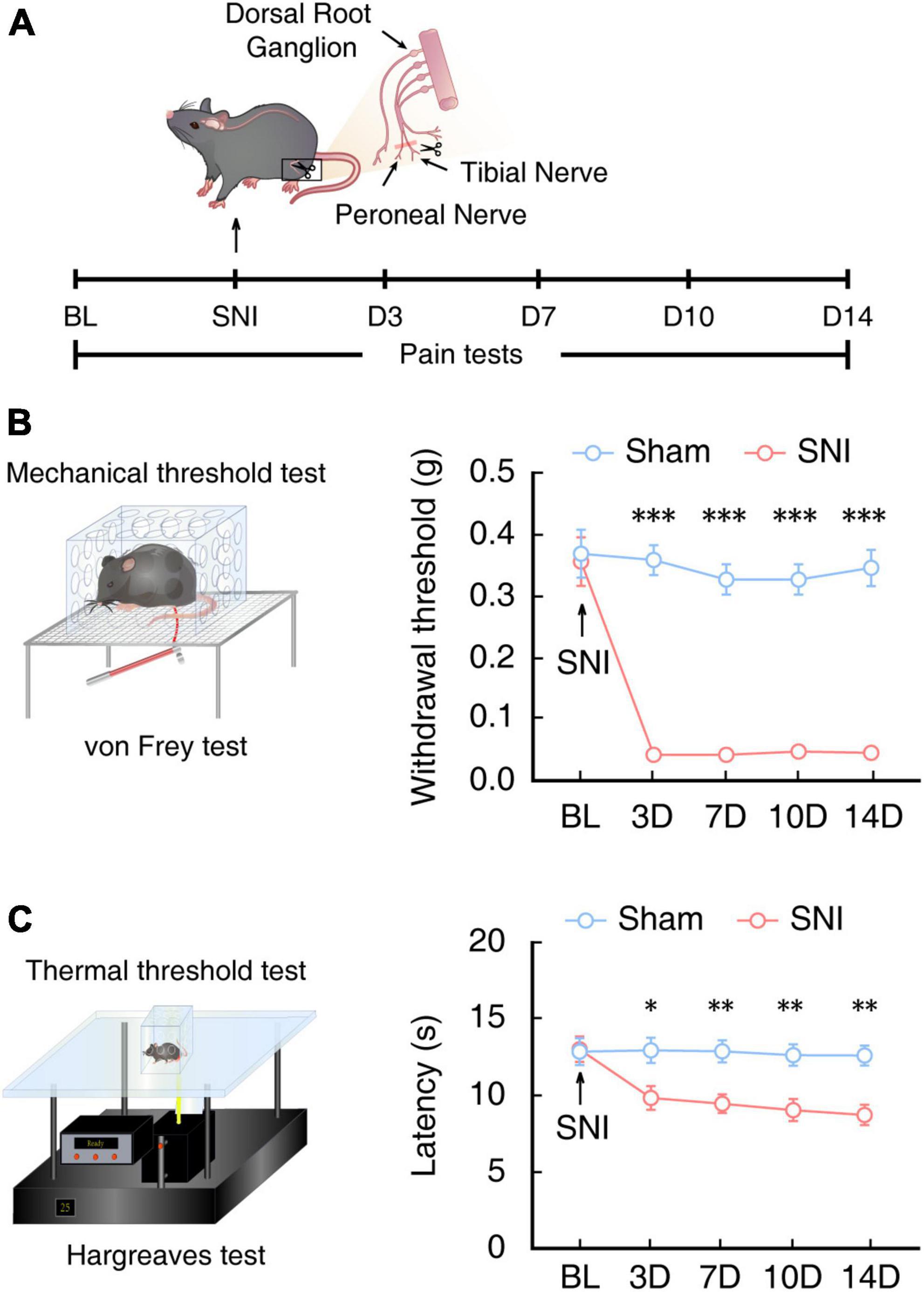 Minimizing thermal damage to vascular nerves while drilling of