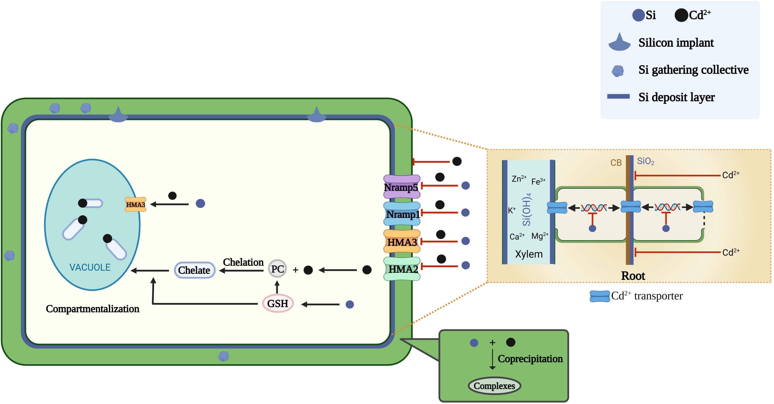 Frontiers  The mechanism of silicon on alleviating cadmium