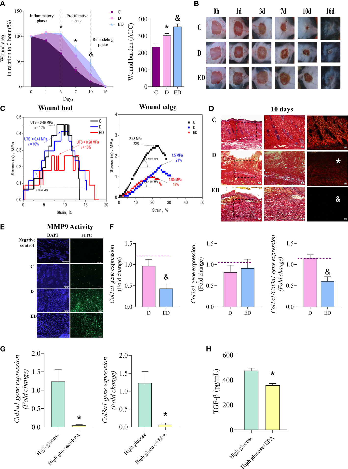 Frontiers  Exploring the contribution of pro-inflammatory cytokines to  impaired wound healing in diabetes