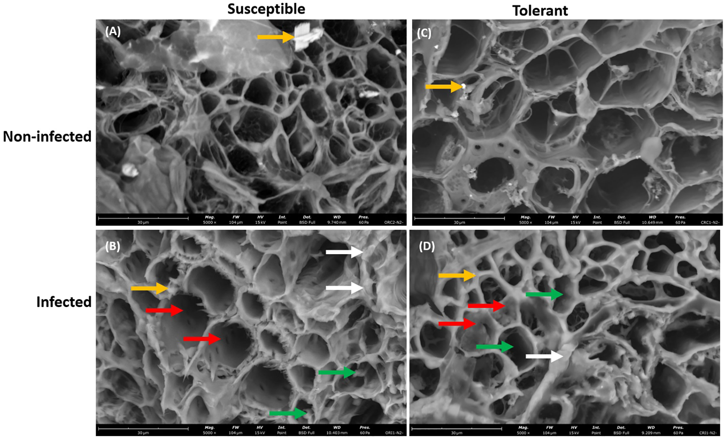 Frontiers  Phyto-oxylipin mediated plant immune response to colonization  and infection in the soybean-Phytophthora sojae pathosystem