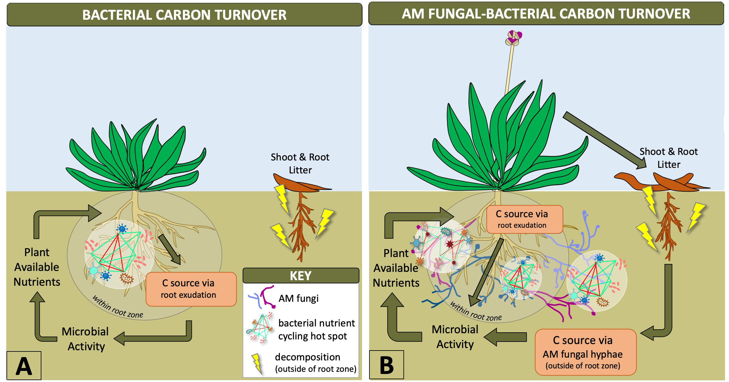 Frontiers  Belowground Chemical Interactions: An Insight Into