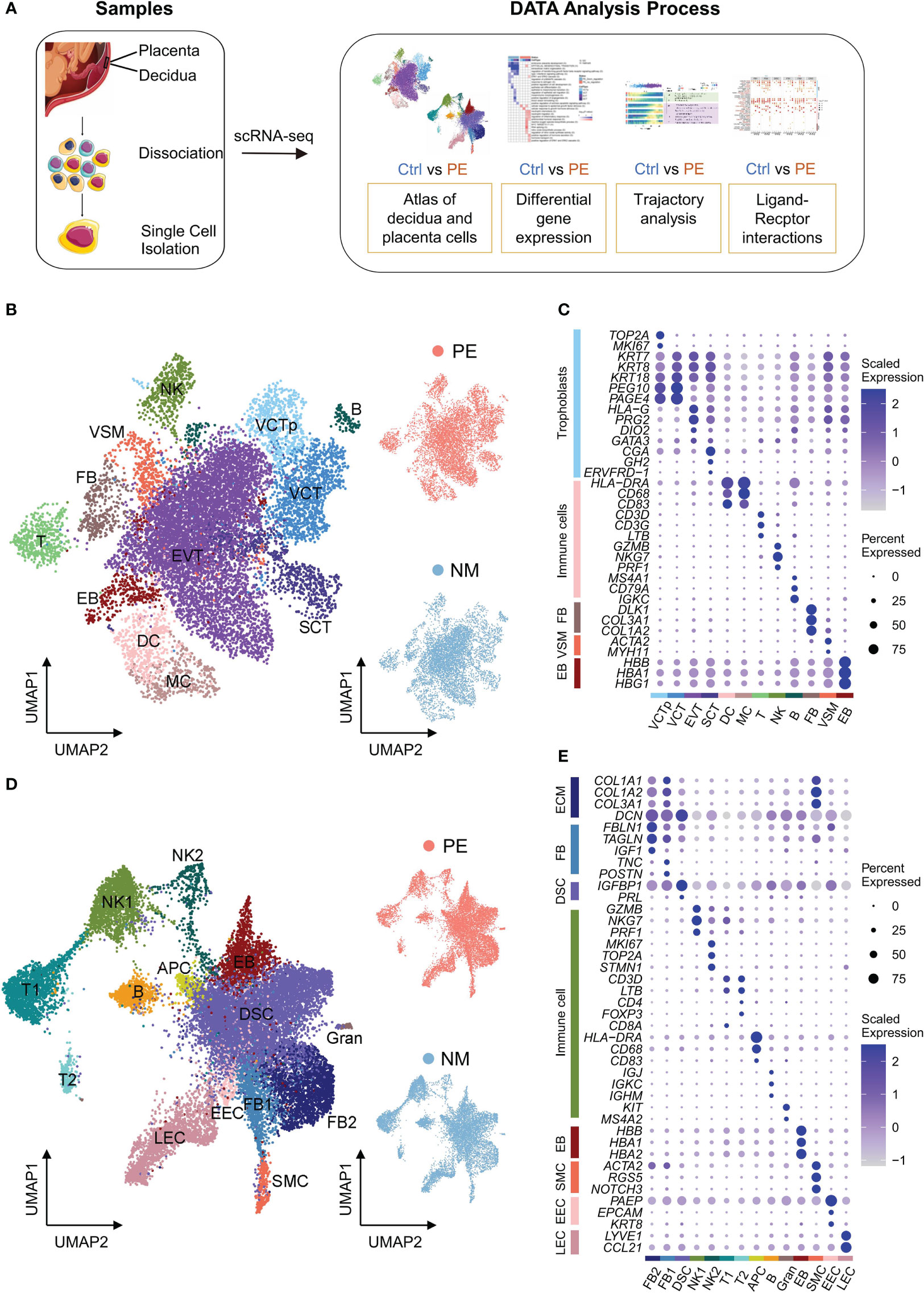 Precise identification of cell states altered in disease using healthy  single-cell references