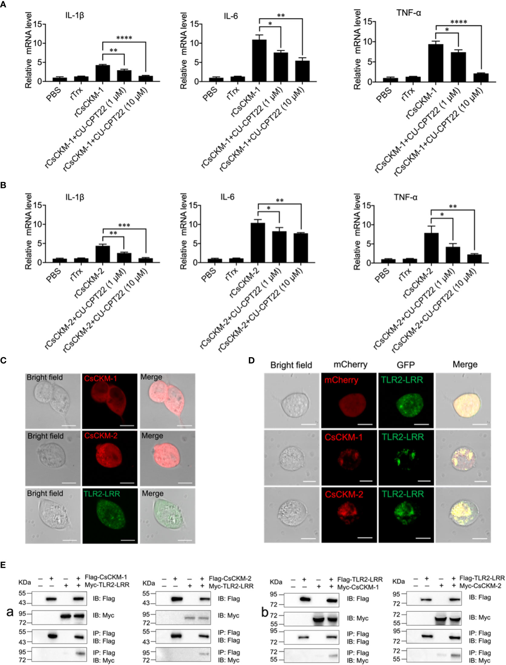 Frontiers | Tongue sole creatine kinases function as DAMP and activate antimicrobial immunity ...