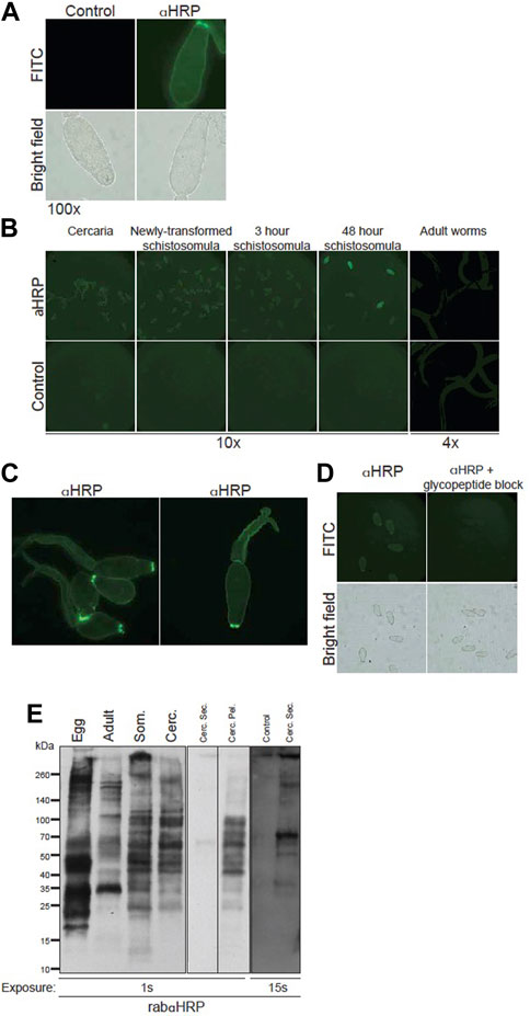 Frontiers  Anti-schistosomal immunity to core xylose/fucose in N