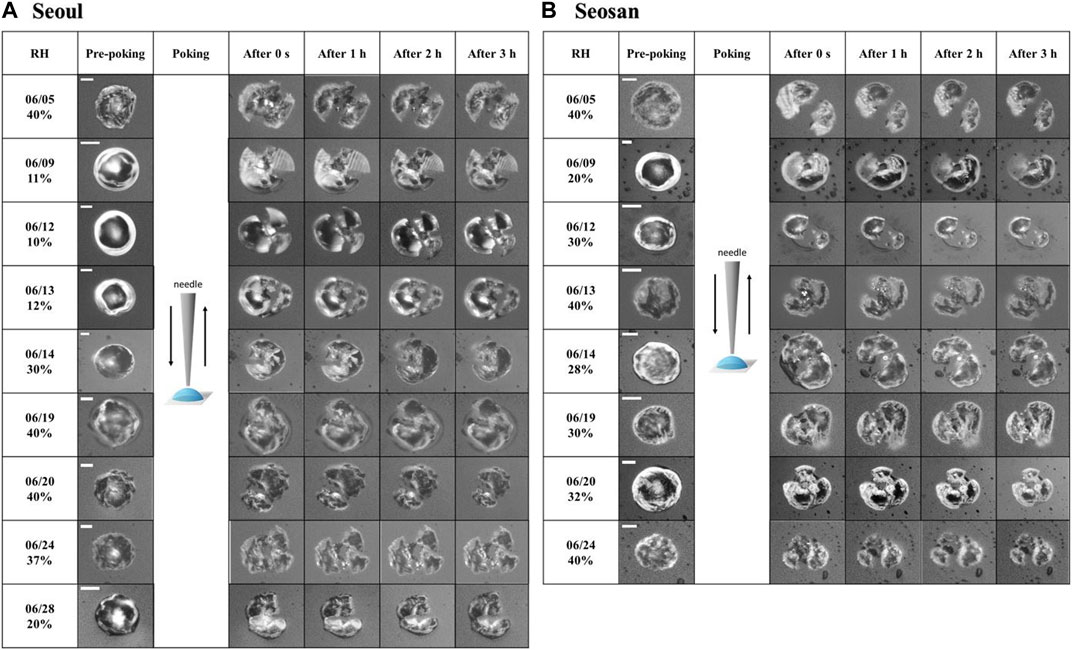 ACP - Not all types of secondary organic aerosol mix: two phases observed  when mixing different secondary organic aerosol types