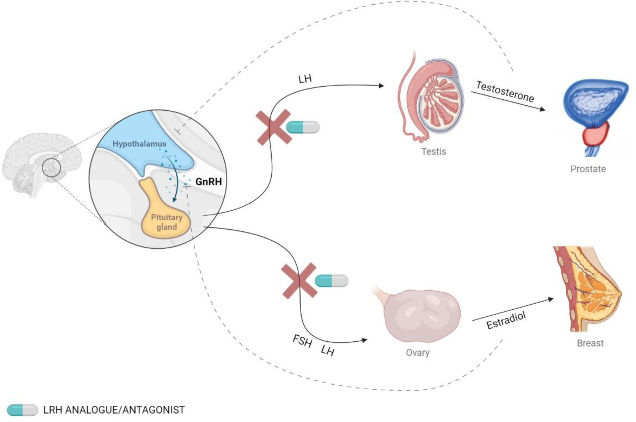 Frontiers | Conventional and new proposals of GnRH therapy for