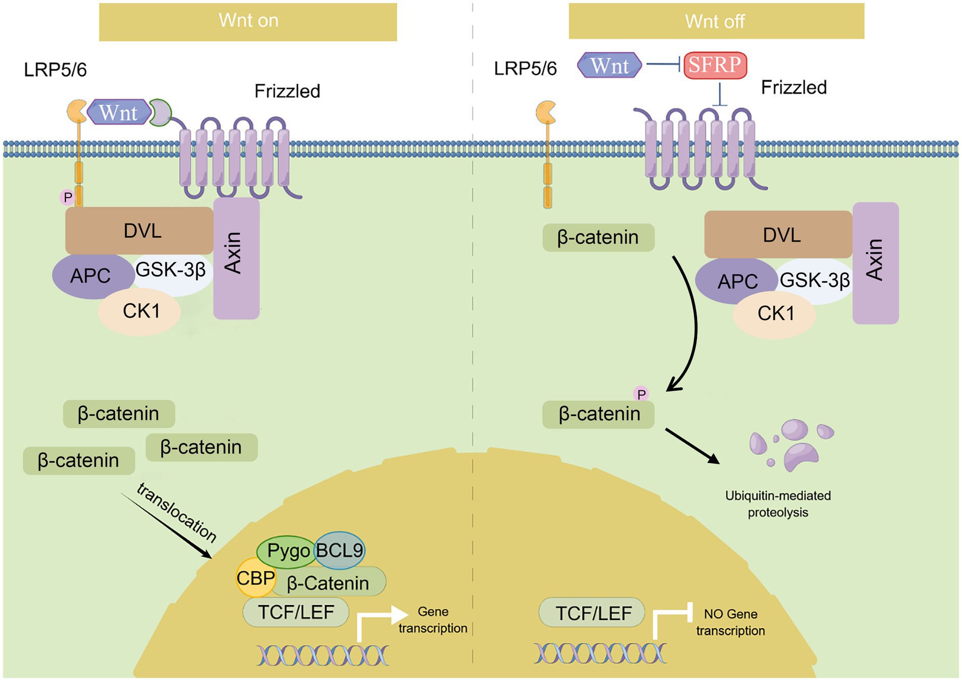 Screening And Computational Analysis Of Colorectal 56 OFF