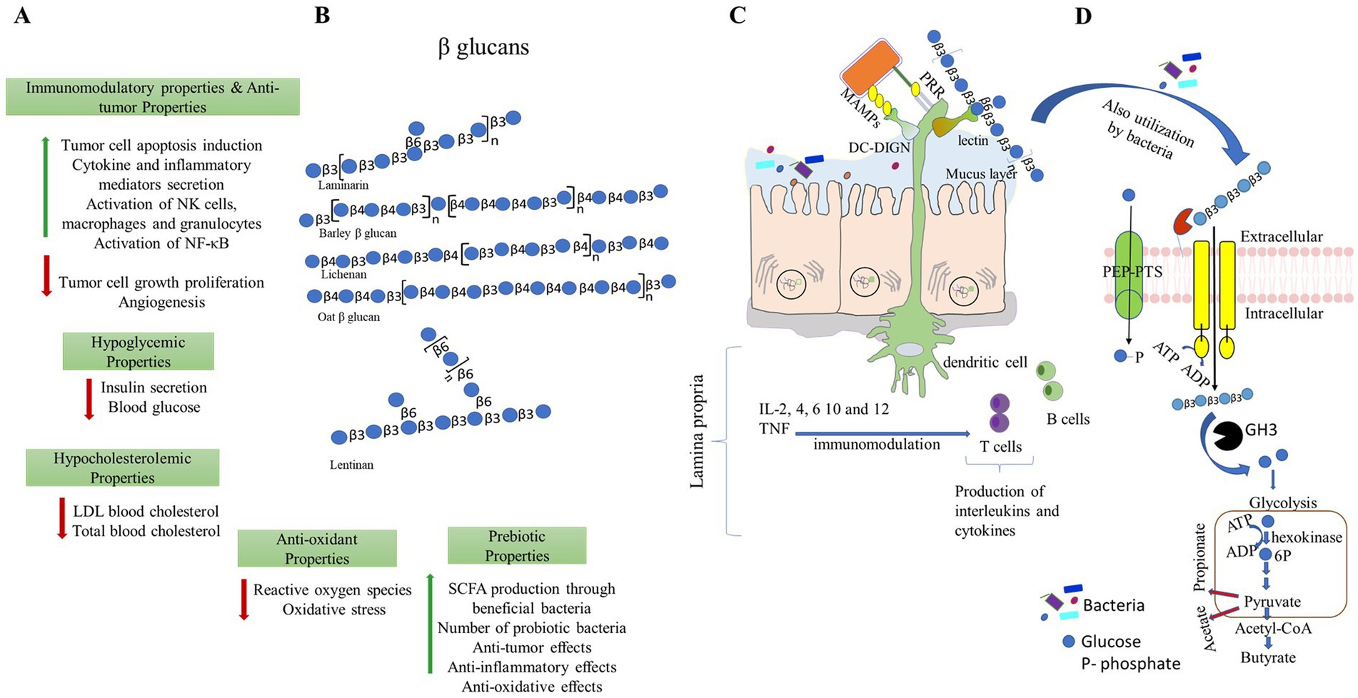 Frontiers | β-glucans: a potential source for maintaining gut ...